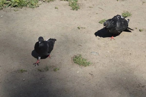 Palomas Caminan Sobre Arena —  Fotos de Stock