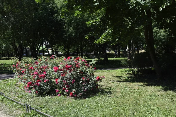 Parque Lugar Para Pessoas Relaxarem Caminharem — Fotografia de Stock