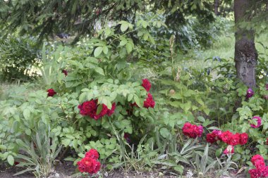 Parktaki çiçek tarhı