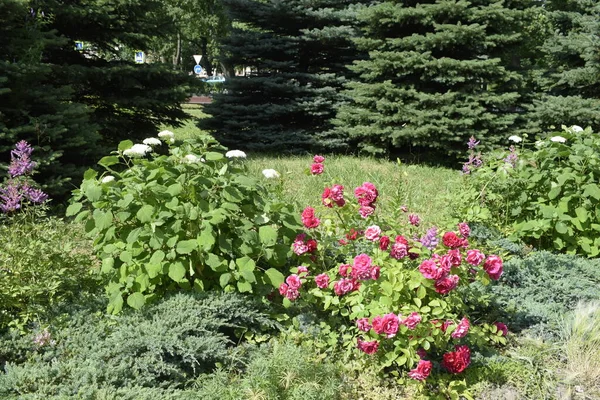 Lit Fleurs Dans Parc — Photo