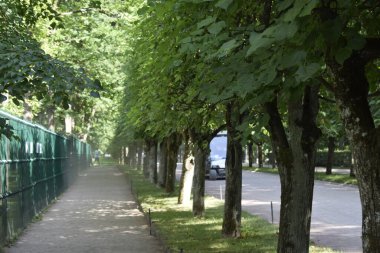 Parkın peyzaj tasarımı