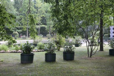 Parkın peyzaj tasarımı