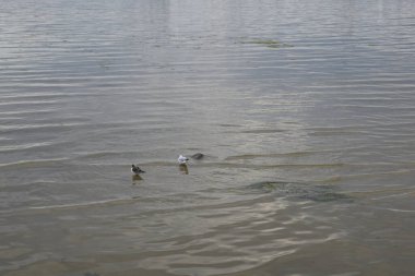 Körfezin su yüzeyi