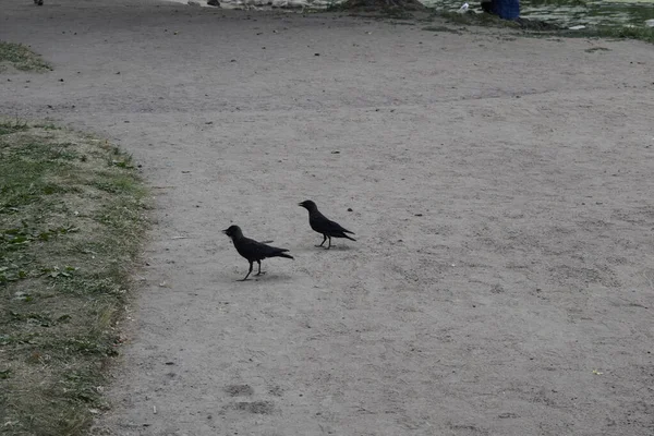 Uccello Passeggia Nel Parco — Foto Stock