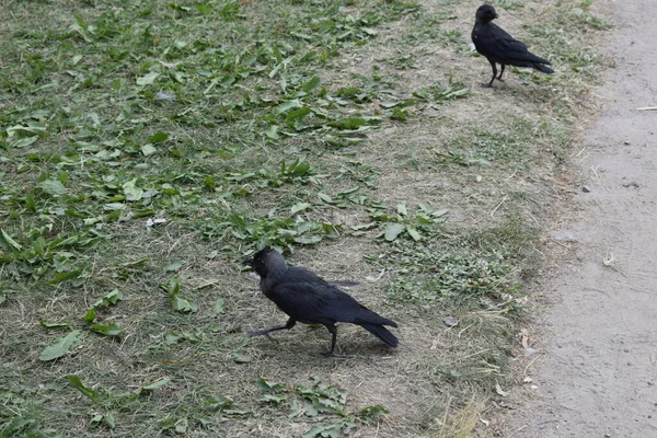 Pájaro Camina Hierba —  Fotos de Stock