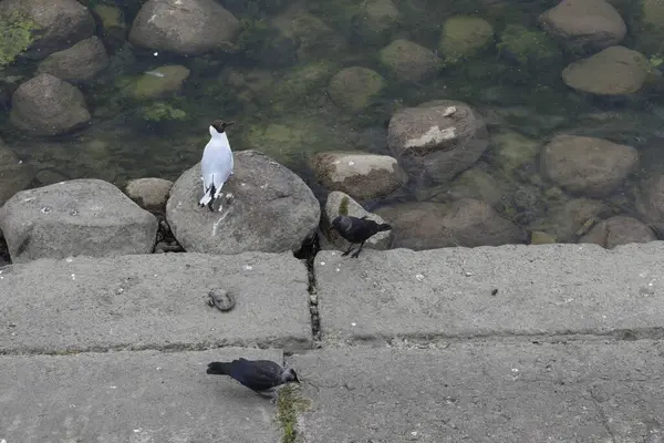 Ptáci Kráčejí Podél Náspu — Stock fotografie