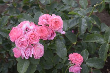 Parktaki gül çalıları