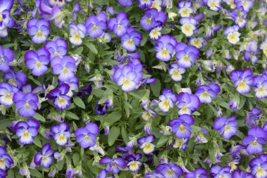 Mavi çiçekler parktaki hanım evlatları