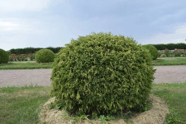 Aménagement Paysager Dans Parc — Photo