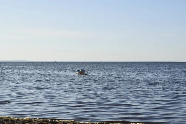 Sea View Summer Day — Stock Photo, Image