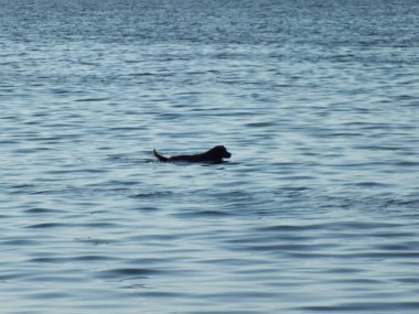 Bir köpek denizde yüzüyor.