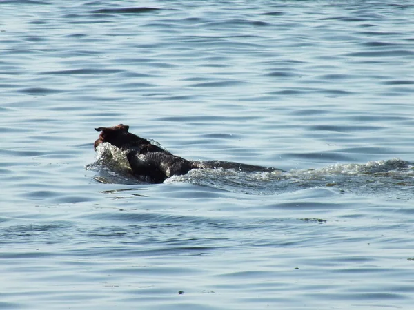 Chien Nage Dans Mer — Photo