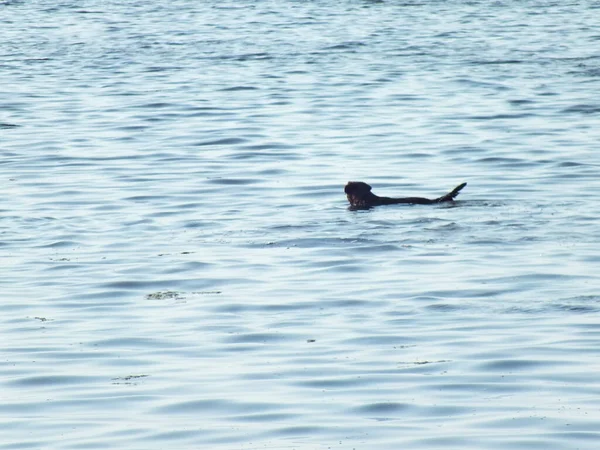 Ein Hund Schwimmt Meer — Stockfoto