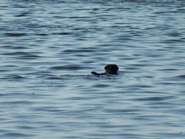 Een Hond Zwemt Zee — Stockfoto