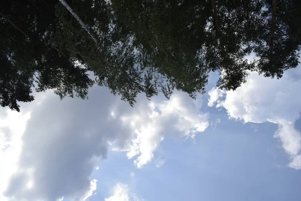 Trädens Toppar Och Den Blå Himlen — Stockfoto