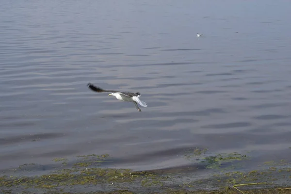 Möwe Auf Dem Meer — Stockfoto