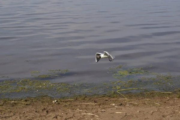 Möwe Auf Dem Meer — Stockfoto