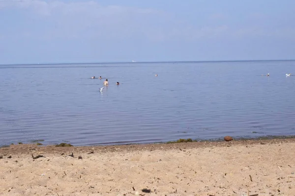 Deniz kıyısındaki martılar