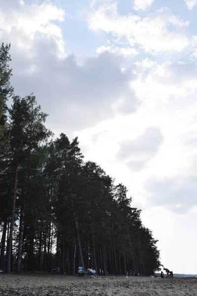 树梢和蓝天 — 图库照片