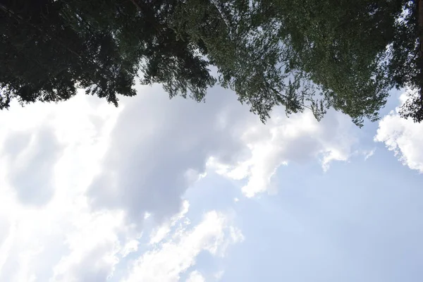 Верхушки Деревьев Голубое Небо — стоковое фото