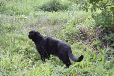 Kara kedi bahçede yürüyor.