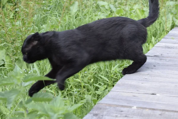 Gato Negro Paseo Jardín — Foto de Stock