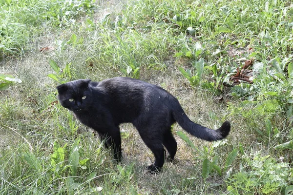 Svart Katt Promenad Trädgården — Stockfoto