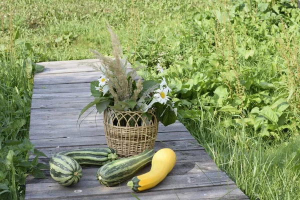 Bloemen Tuin Pompoen Tuin — Stockfoto