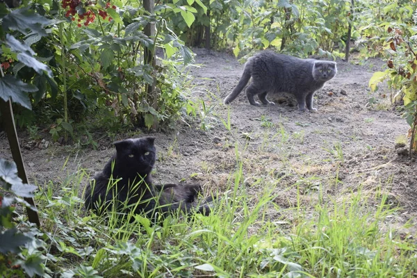 Dwa Czarne Koty Spacerze Ogrodzie — Zdjęcie stockowe