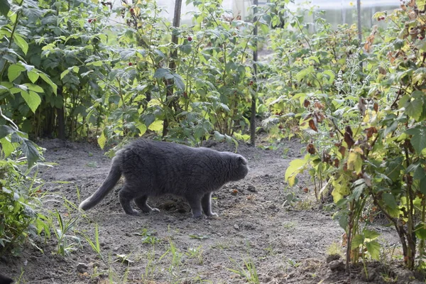 Svart Katt Promenad Trädgården — Stockfoto