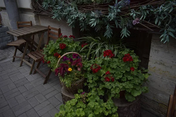 通りに鉢植えの花 — ストック写真