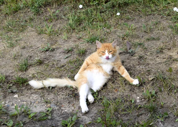 猫は新鮮な空気の中を歩き — ストック写真