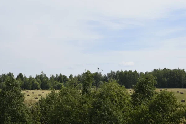 Lucht Groen Gras Bomen — Stockfoto