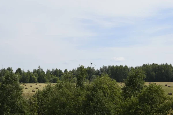 Himmel Och Grönt Gräs Träd — Stockfoto