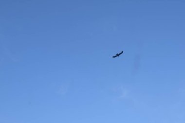 Kuş gökyüzünde uçuyor.