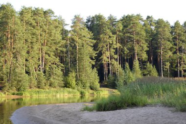 Yaz manzarası, nehir ve kozalaklı orman