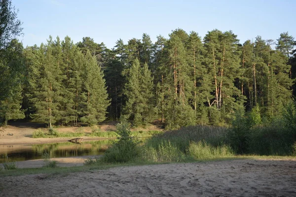 Paisaje Verano Río Bosque Coníferas —  Fotos de Stock