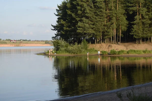 Letni Krajobraz Las Rzeczny Iglasty — Zdjęcie stockowe