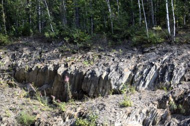 Kaya, kaya, kaya üzerinde orman