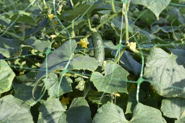 Salatalık yatağı, bahçede salatalık kırıntısı.