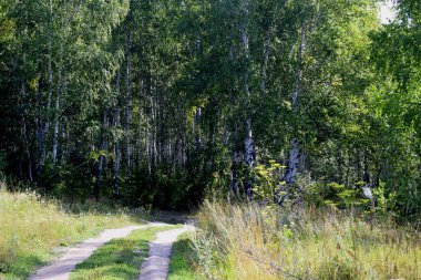 huş ağacının oradaki yol.