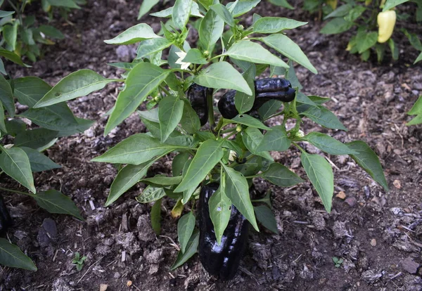 Bush Black Pepper Harvest — Stock Photo, Image