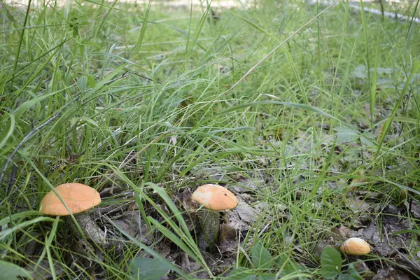 草丛中的蘑菇Podberezoviki — 图库照片
