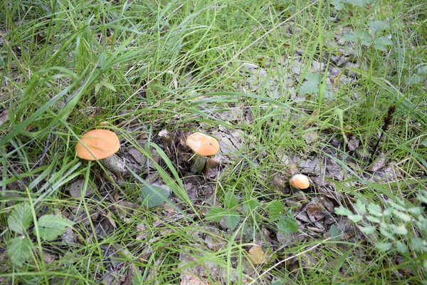Cogumelos Podberezoviki Grama — Fotografia de Stock