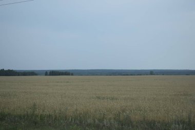 Olgunlaşan buğdaylı tarla, tahıl ekimi
