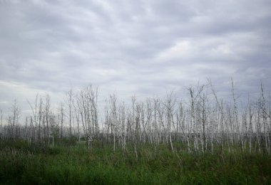 Bataklık arazisi, kurumuş orman, ölü ağaçlar.