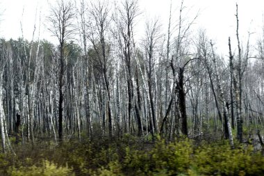 Bataklıktaki kuru orman.