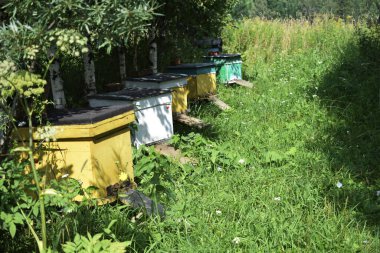 Ormandaki bir yaz ormanında arılarla kovanlar.