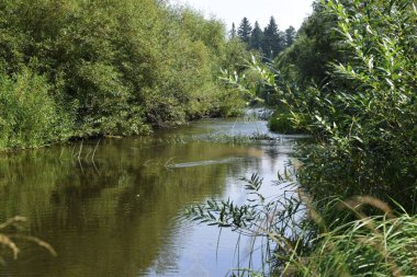 Nehirdeki akıntı ve söğüt ağacı olan kıyılar.