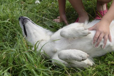 Köpek temiz havada oynuyor.